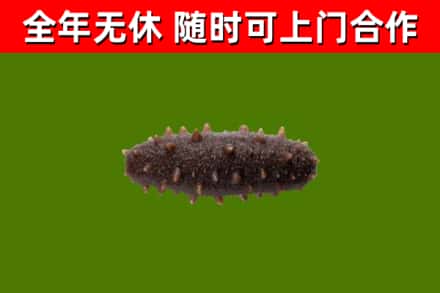 台儿庄回收海参干